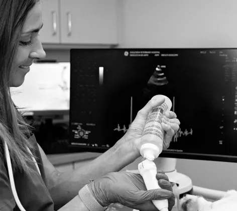 Black and white photo of an Eagleview Veterinary Hospital staff member performing an echocardiogram on an animal